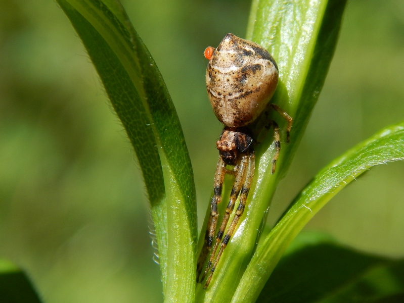 Tmarus sp. con acaro parassita - Pontevecchio di Magenta (MI